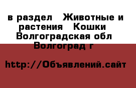  в раздел : Животные и растения » Кошки . Волгоградская обл.,Волгоград г.